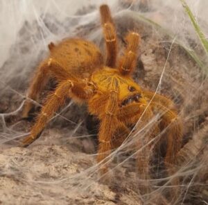 Pterinochilus murinus "rcf"