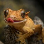 Skötselråd: Ögonfransgecko (Correlophus ciliatus)