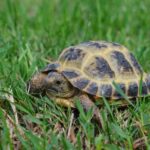 Skötselråd: Rysk stäppsköldpadda (Testudo horsfieldii)