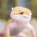 Skötselråd: Leopardgecko (Eublepharis macularius)