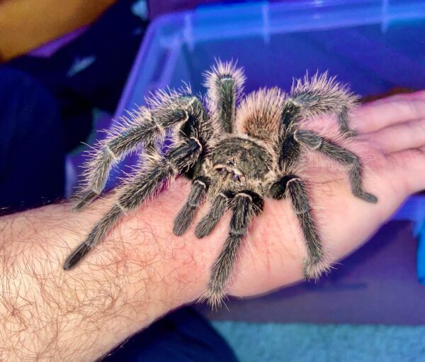 Lasiodora parahybana